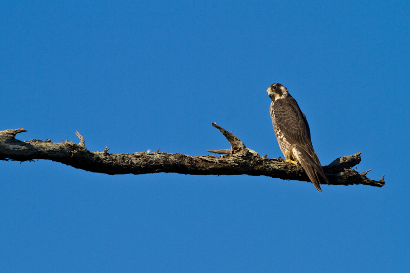 Peregrine Falcon